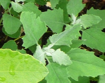 Bathua/ Pigsweed/ Chenopodium album seeds