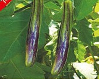 Ankur Sachin Eggplant seeds