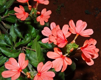 Kanakambaram/ Desi crossandra seeds