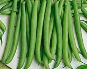 French bean Contender Heirloom seeds