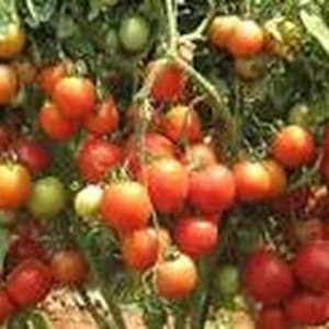 Indian Tomato PKM1 (Desi variety) Non Hybrid