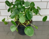 6 Pilea Peperomioides Chinese Money Plant