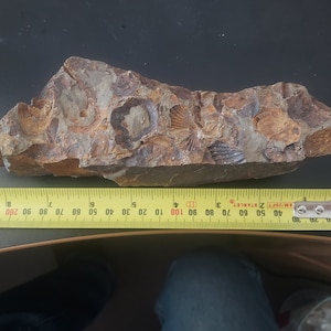 May include: A close-up of a rock with several fossilized shells embedded in it. The rock is brown and gray with a rough texture. A yellow measuring tape is visible in the bottom of the image.