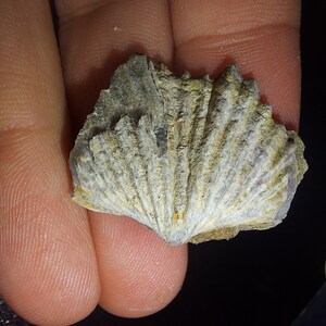 May include: A fossilized clam shell with a fan-like shape and a gray and white color.
