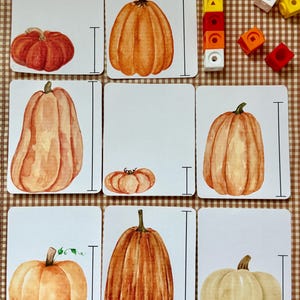 May include: Nine cards with watercolor illustrations of pumpkins in various shapes and colors, including orange, red, and white. Each card has a black line indicating a measurement. Also, there are colorful wooden blocks.