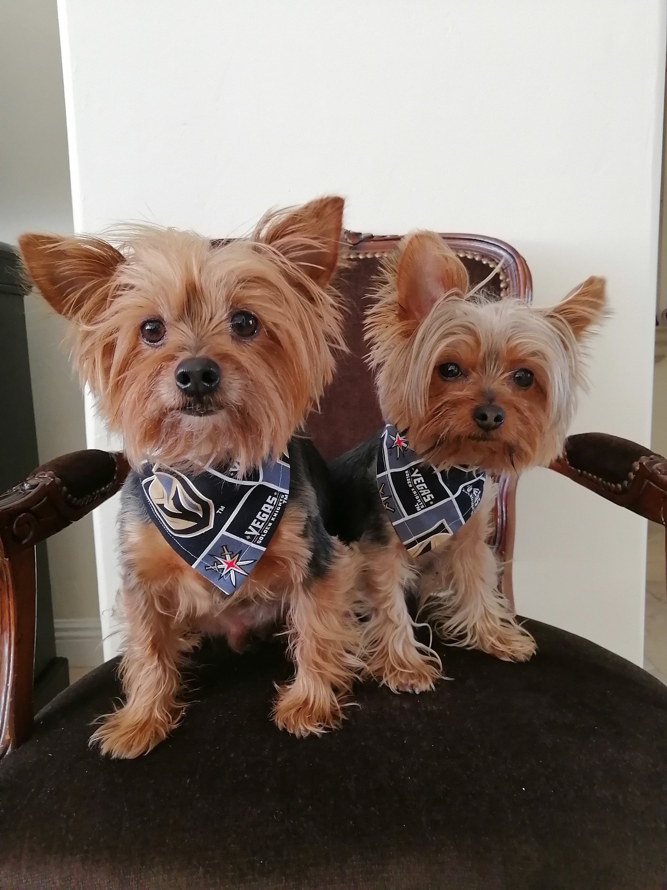 Vegas Golden Knights Front Clip Pet Harness – Posh Puppy Boutique