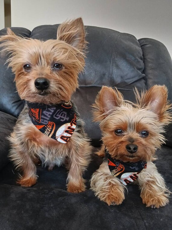 san francisco giants dog bandana