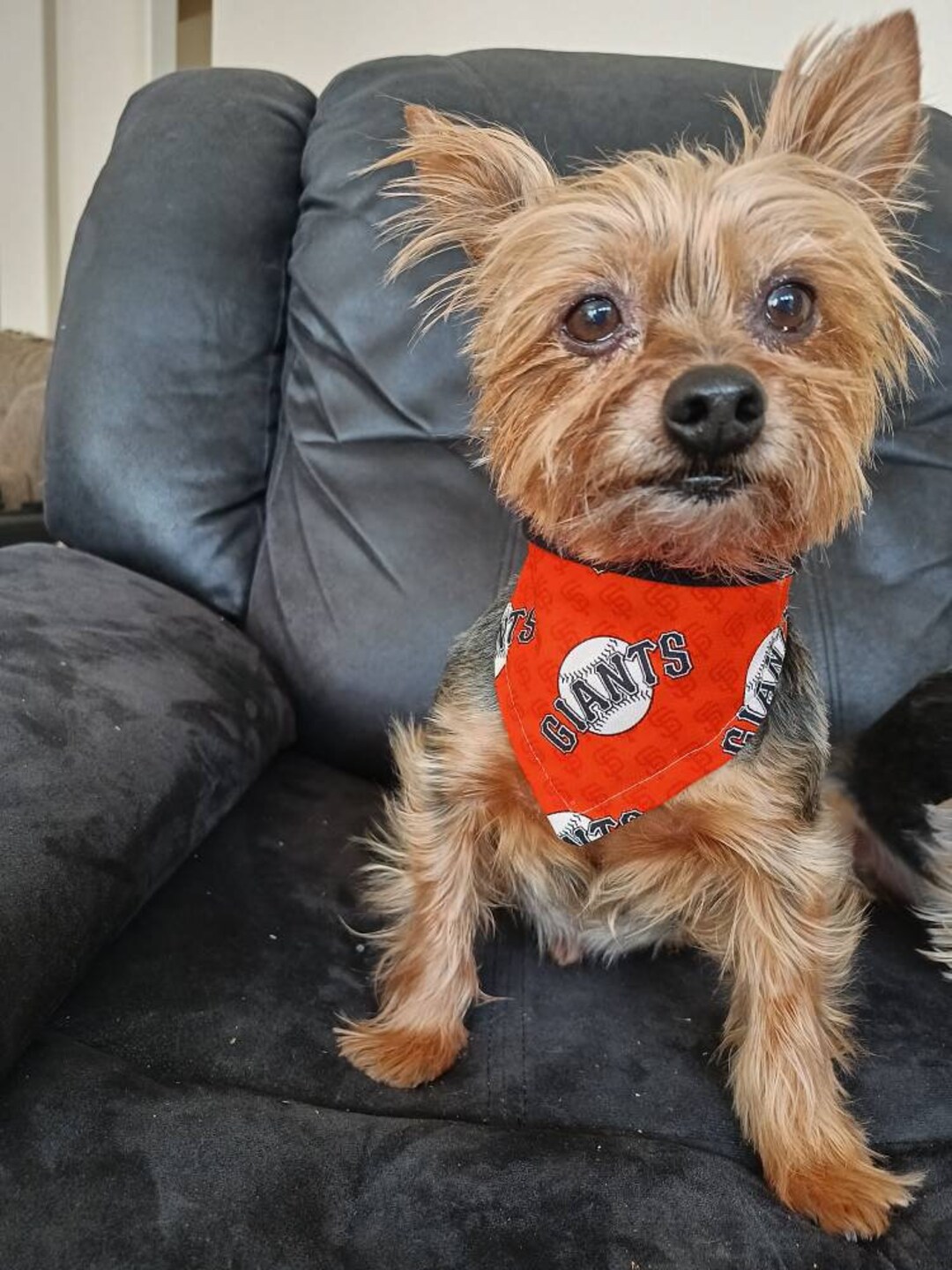 san francisco giants dog bandana