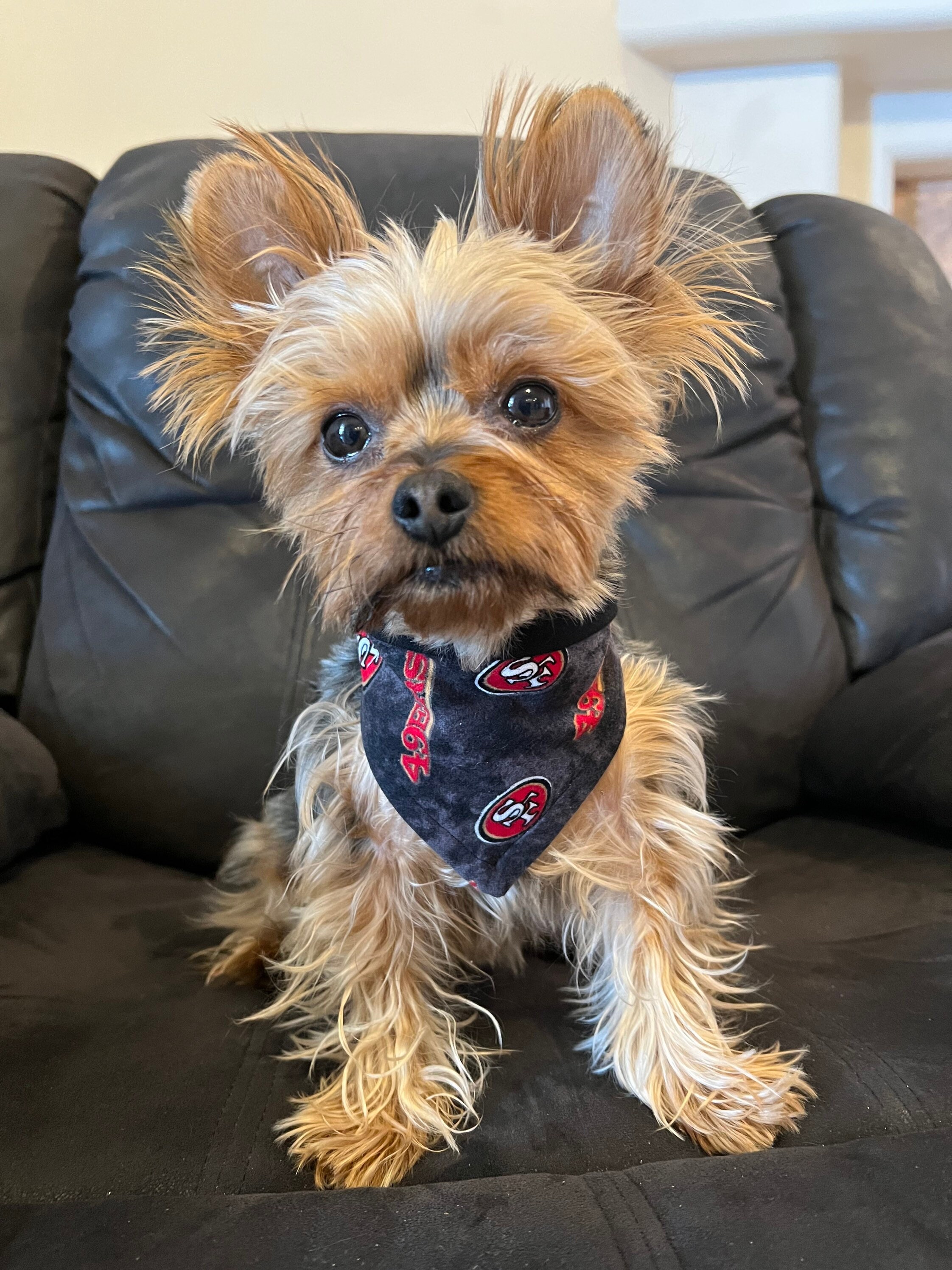 49ers Dog - Etsy