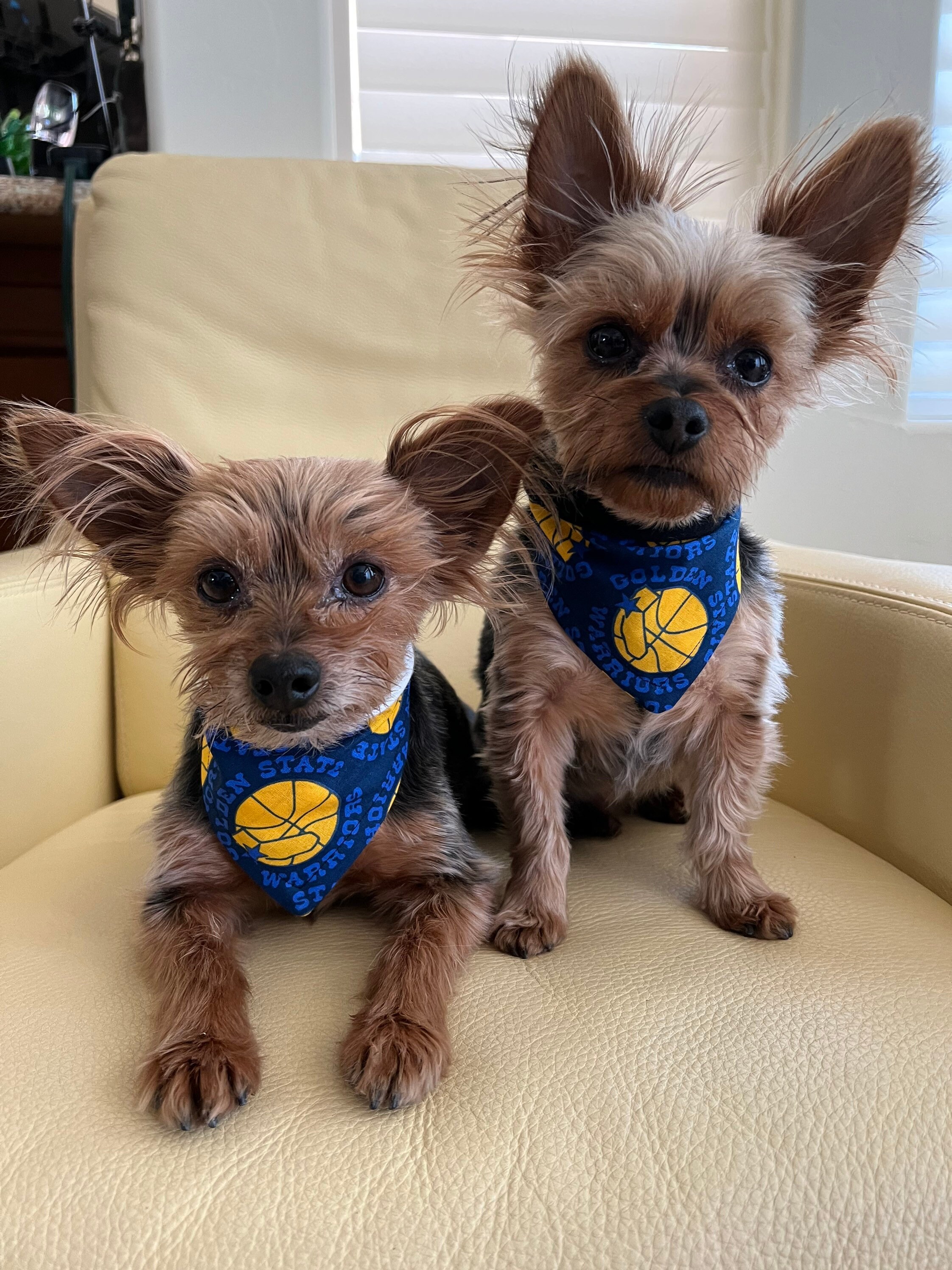 Warriors Dog - Etsy