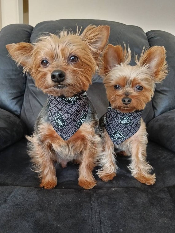 lv raiders bandana