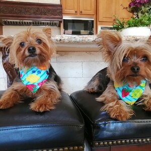 Fruit Dog Bandana - Adjustable Collar - Fruit - Dog Bandana - Pet Bandana - Bandana Dog - Spring Dog Bandana - Small Dog
