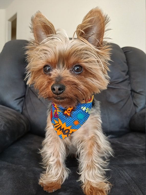 Yorkie Bandanas - Blue Yorkie Bandanas - Blue