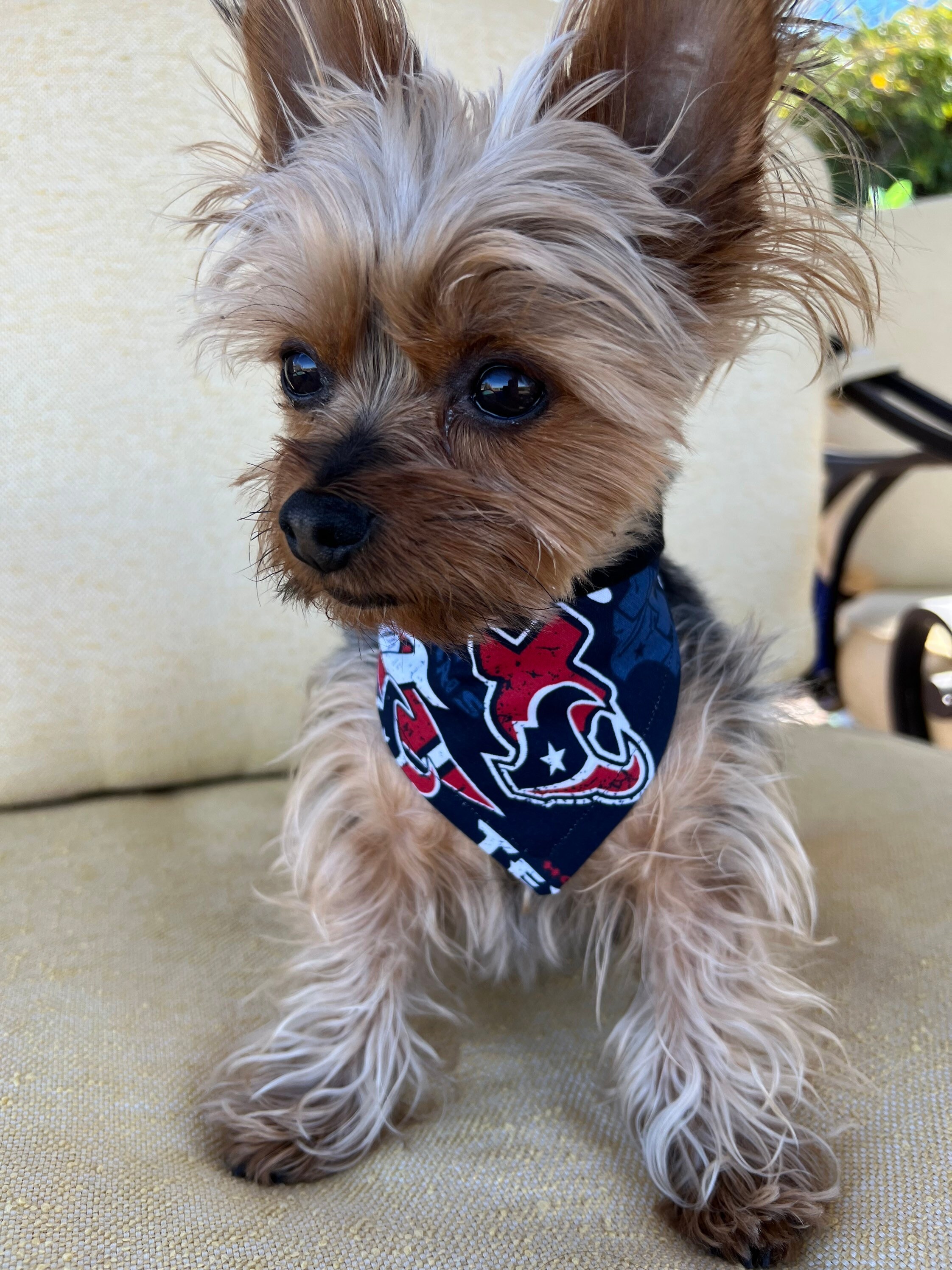 texans dog bandana