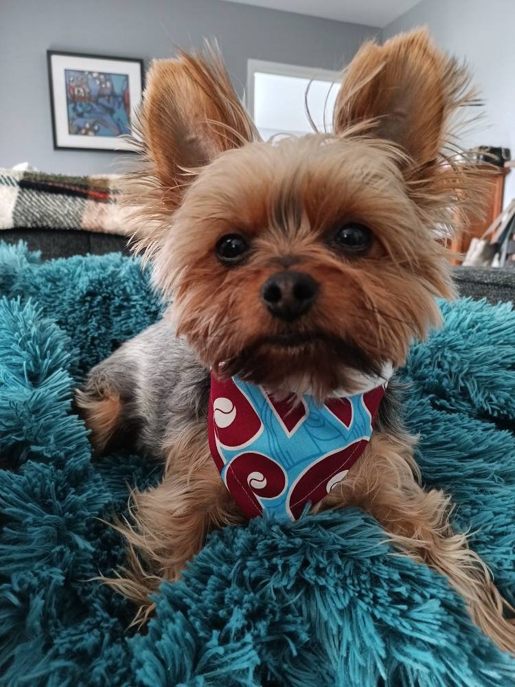 Phillies Dog Bandana 