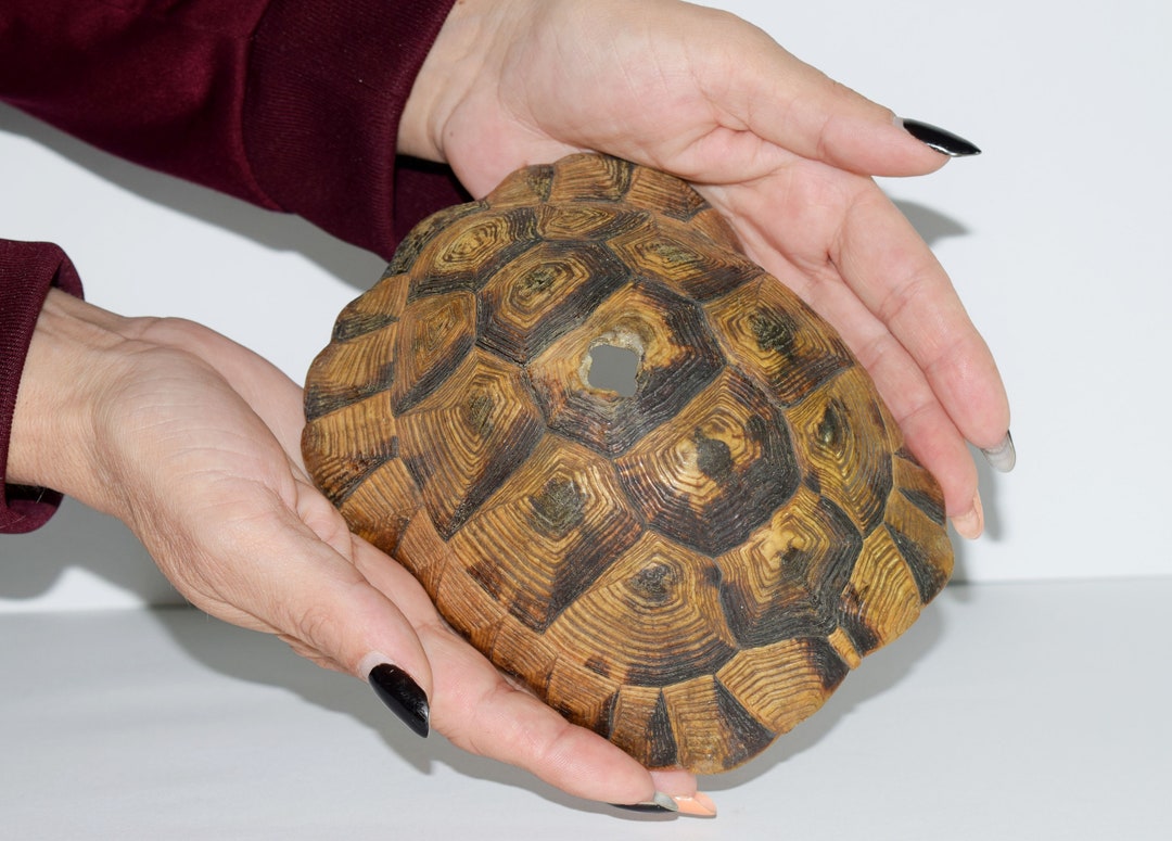 Turtle Shell Real Turtle Shell Varnished Turtle Shell Etsy