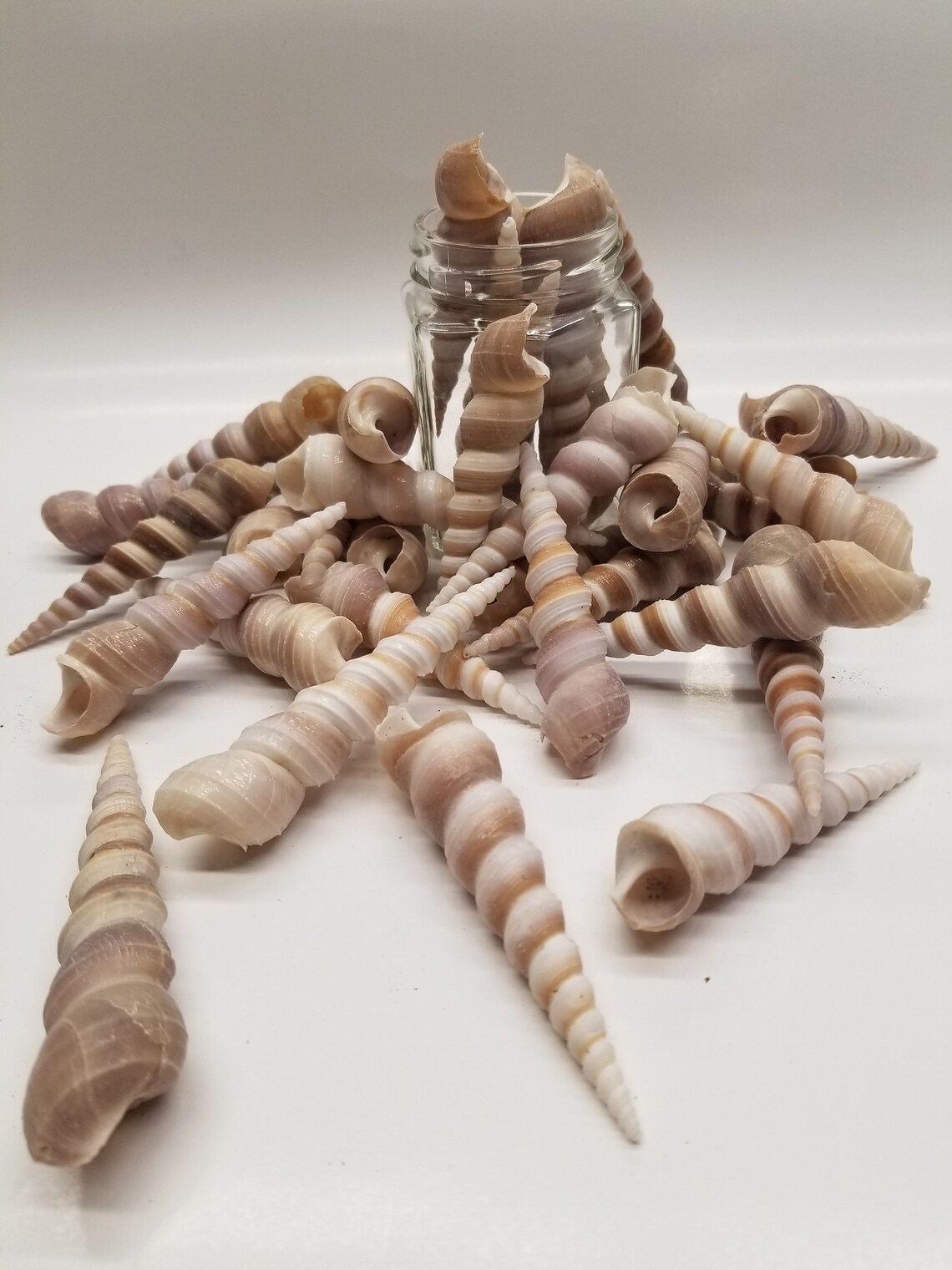 Large Terebra Duplicata unicorn horn shells 3 Etsy