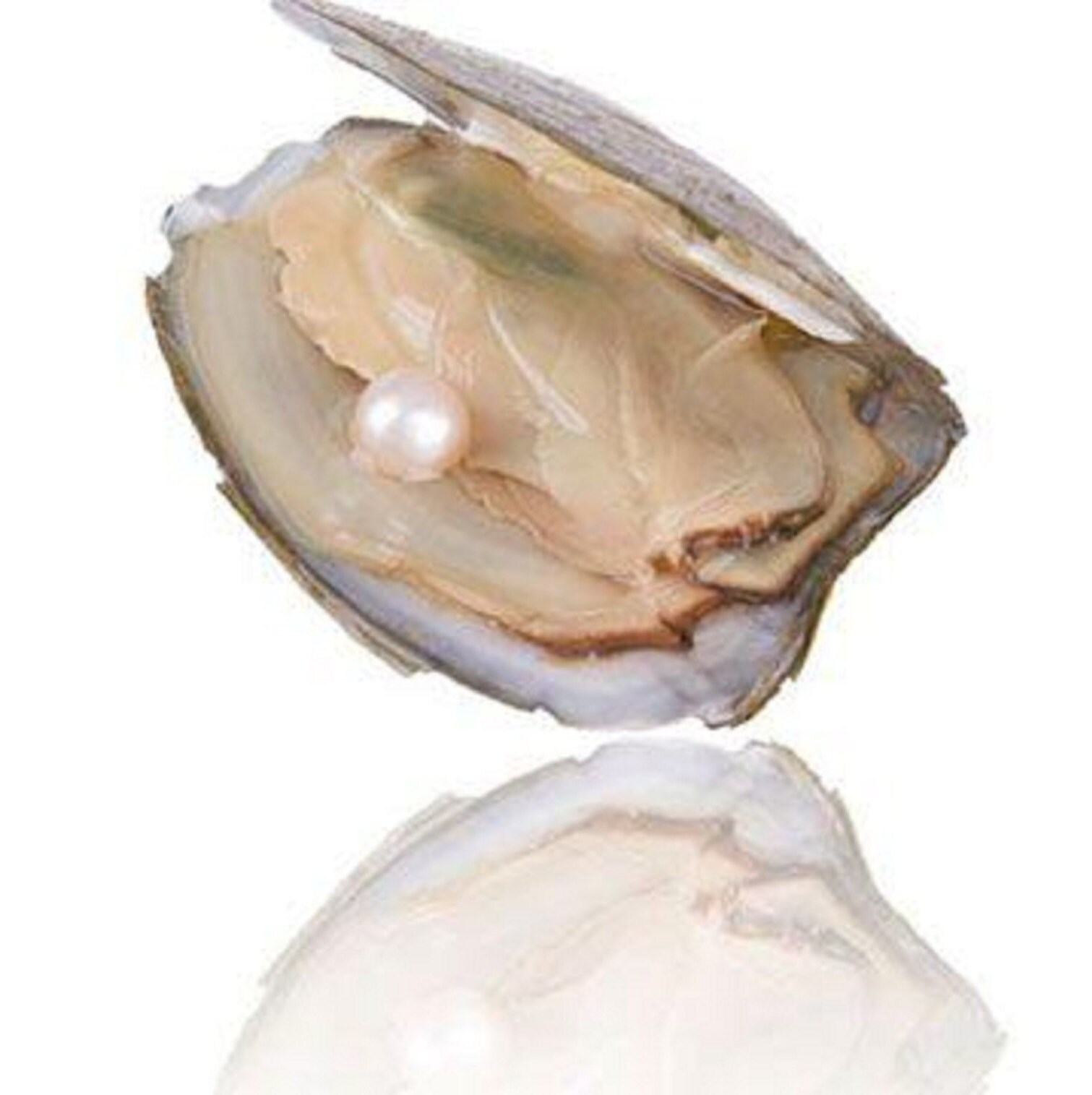 Necklace Kit DIY Pearl Kit Pearl Necklace Set Oyster with Etsy