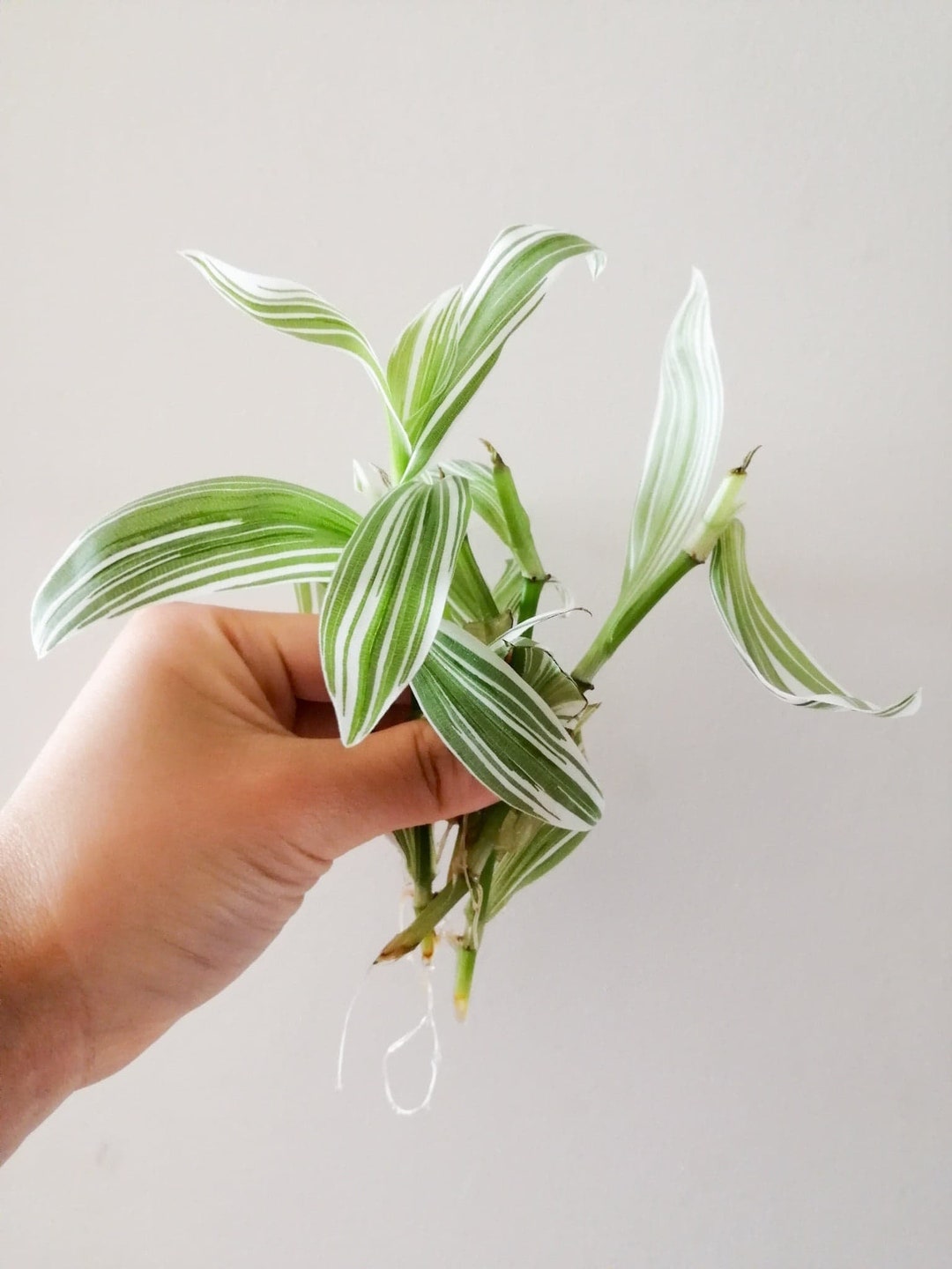 Tradescantia Albiflora Rooted & Unrooted Cuttings, Albovittata Plant