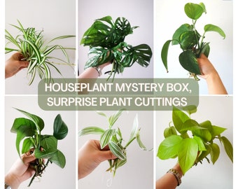 Lot de boîtes mystères de boutures de plantes d'intérieur, boutures de plantes surprises - 6 variétés disponibles, avec ou sans racines, expédition dans tout le Canada