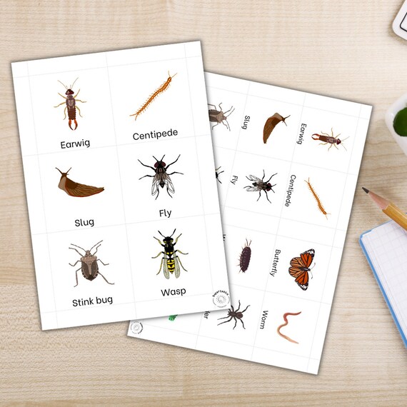 Minibeast Flashcards PDF Printable Digital Download Etsy