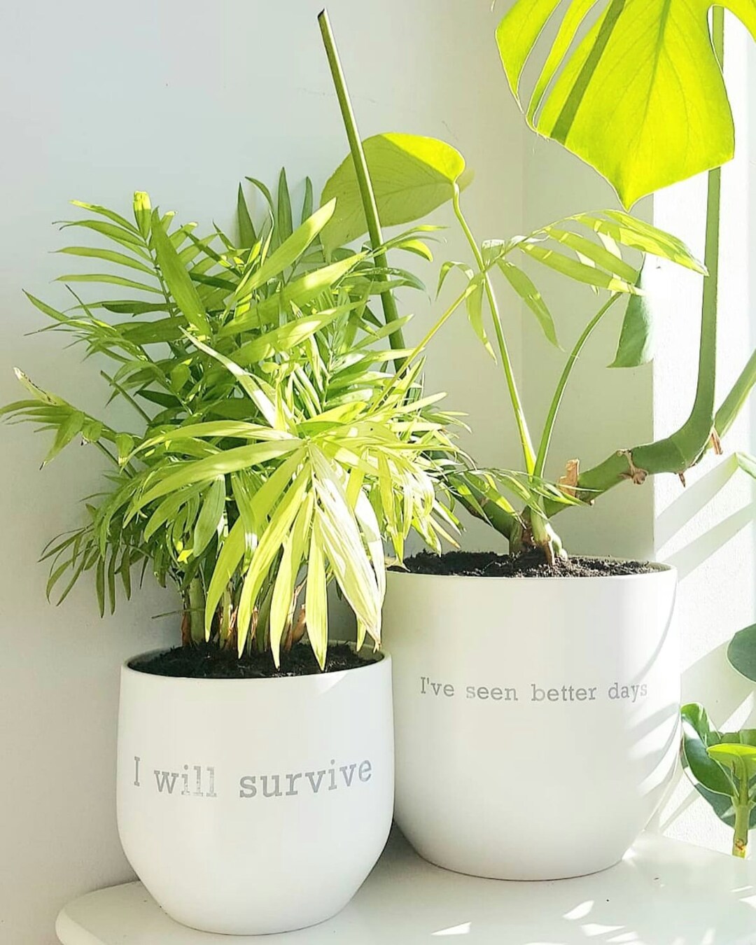 Label Maker Plant Pot Labels Stickers Quote Vinyl Etsy