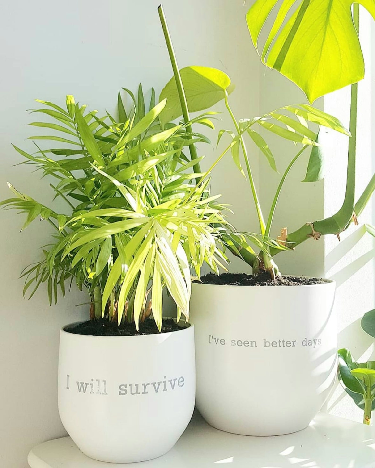 Label Maker Plant Pot Labels Stickers Quote Vinyl Etsy