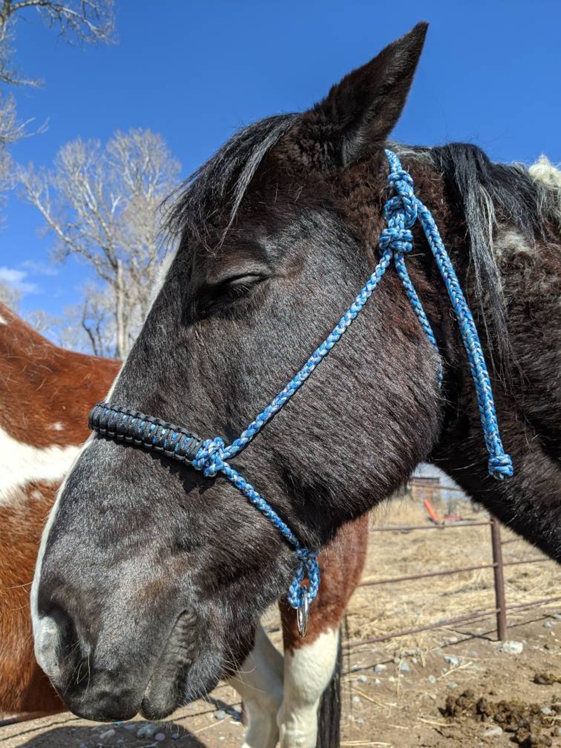 Paracord Horse Halter Etsy