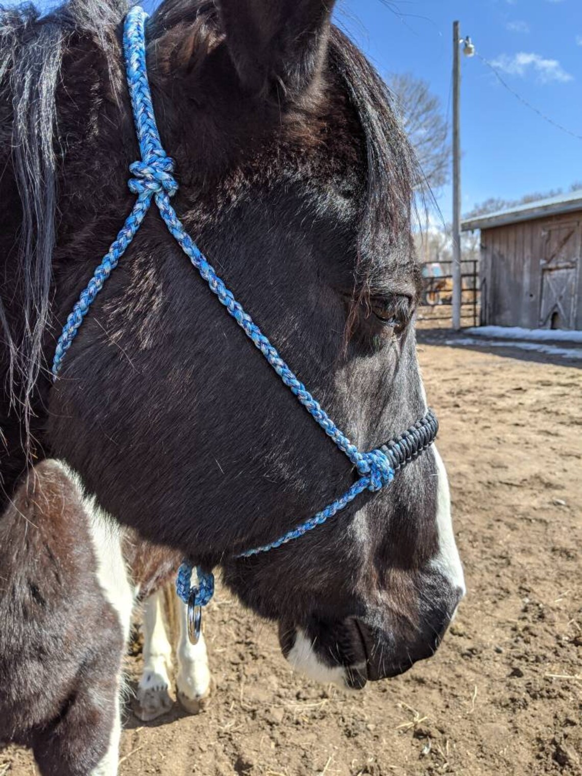 Paracord Horse Halter Etsy