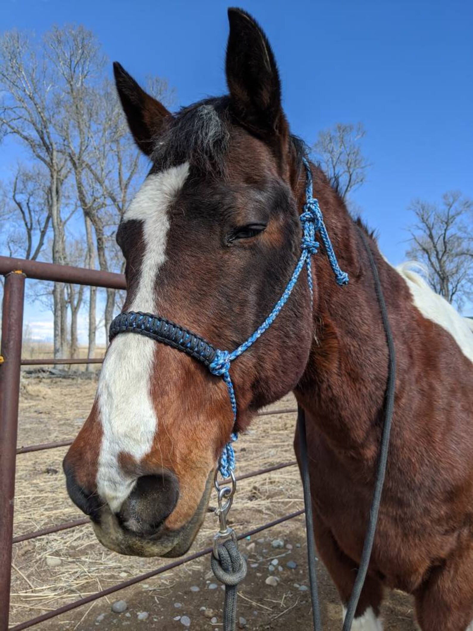 Paracord Horse Halter Etsy