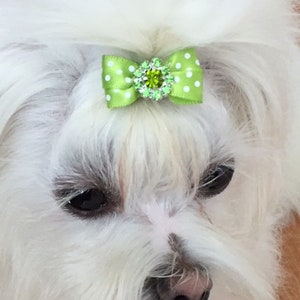 May include: A small, white dog with a green bow hair accessory. The bow is light green with white polka dots and a central cluster of green rhinestones. The dog's fur is long and fluffy.