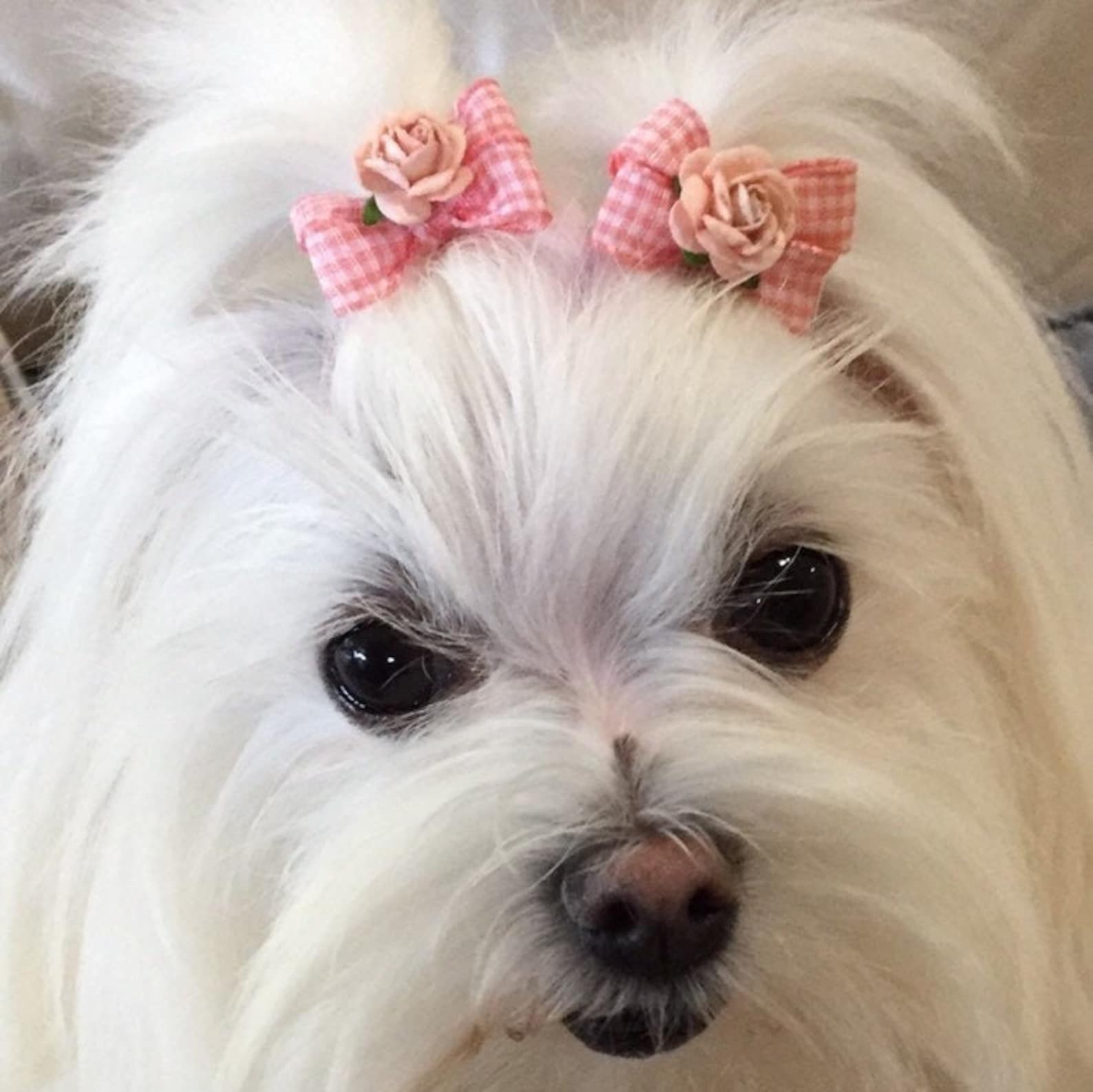 Petite Dog BowsSmall Dog Hair BowsPigtail Bows For DogsBows Etsy