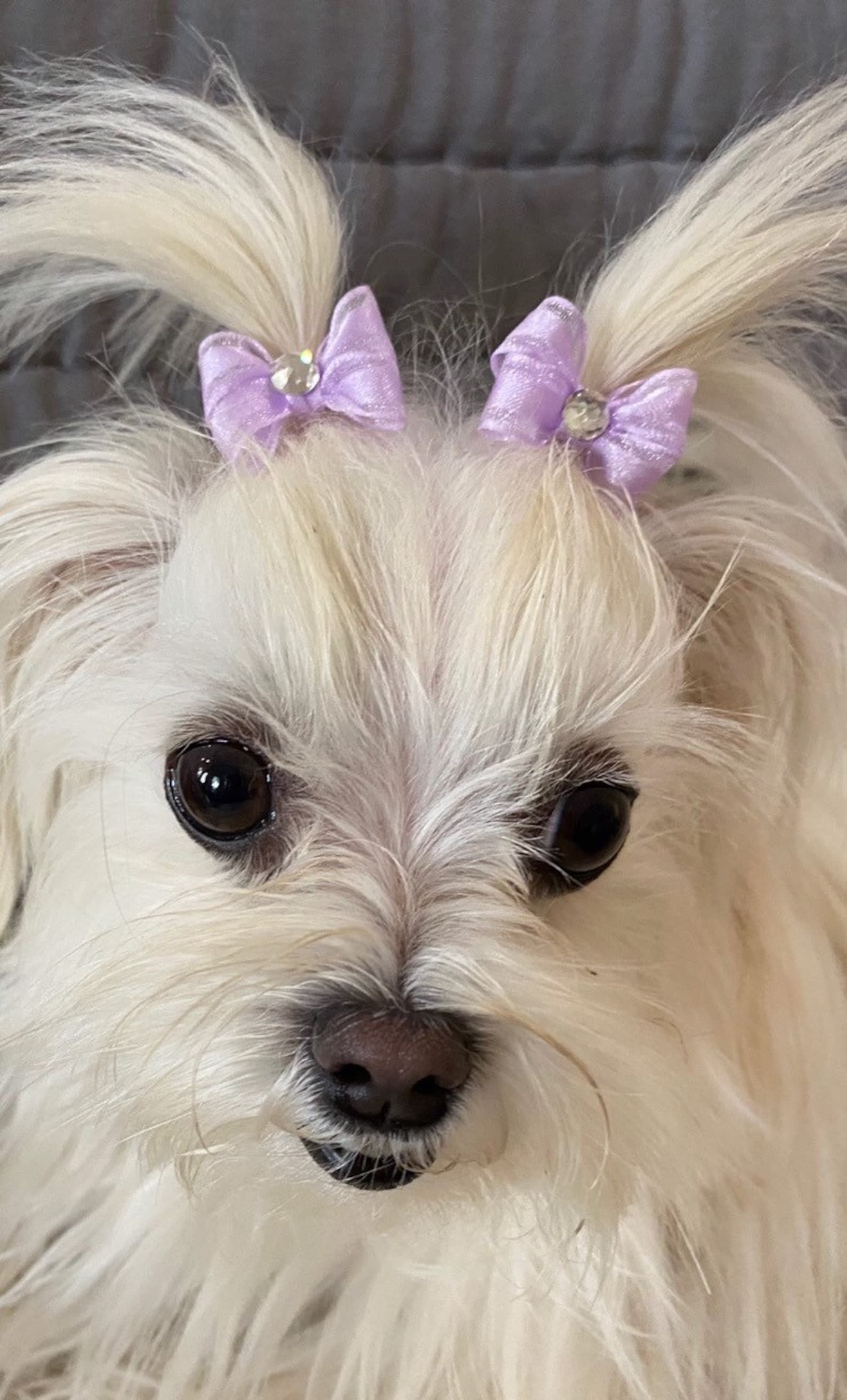 Dog With Pink Bow
 Petite Dog Bowssmall Dog Bowspigtail Bows for Dogsbows for Etsy