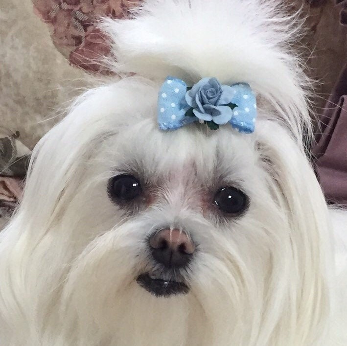 Shih Tiny Dog Hair Bows Dog Hair Clips 20 PCS Dog Hair Bows, Dog