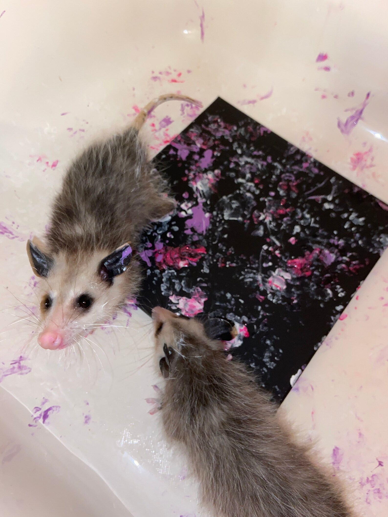 Opossum Prints Purple White and Pink Glitter - Etsy