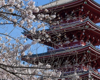 Photo Sakura à Asakusa, Tokyo Japon Grand format Décoration maison