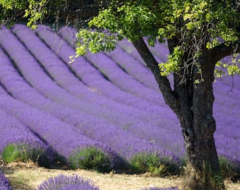 Photo Lavender field and tree in Auron Vaucluse Provence Square format Home decoration