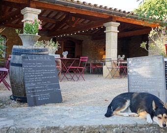 Photo Chien devant le restaurant Le Laurier à Faucon, Drôme provençale France Grand format Décoration maison