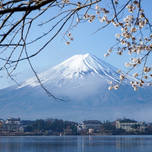 Photo Cherry Blossom and Mount Fuji after sunrise, Kawaguchiko Japan Large format Home decoration