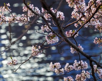 Photo Cerisiers en fleurs de nuit le long de la Meguro River Tokyo, Japon Grand format Décoration maison