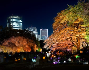Photo Cerisiers en fleurs de nuit au parc Gyoen de Shinjuku Tokyo, Japon Grand format Décoration maison