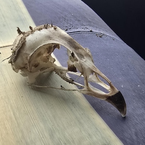 Chick Skull