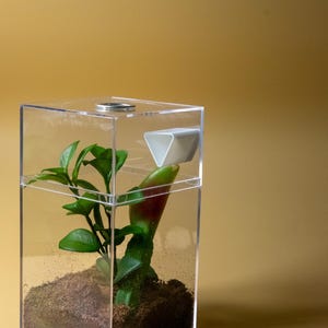 Magnetic Jumping Spider Triangular Hide – Mini Hide for Small Arboreal Insects