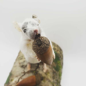 Foraging