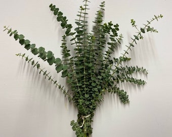 Fresh Eucalyptus | Baby Blue Eucalyptus