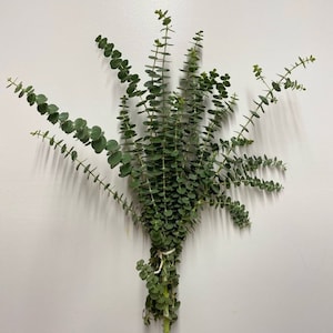 Fresh Eucalyptus | Mixed Box