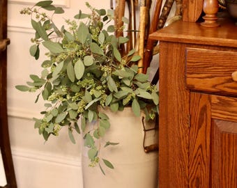 Fresh Eucalyptus | Seeded Eucalyptus