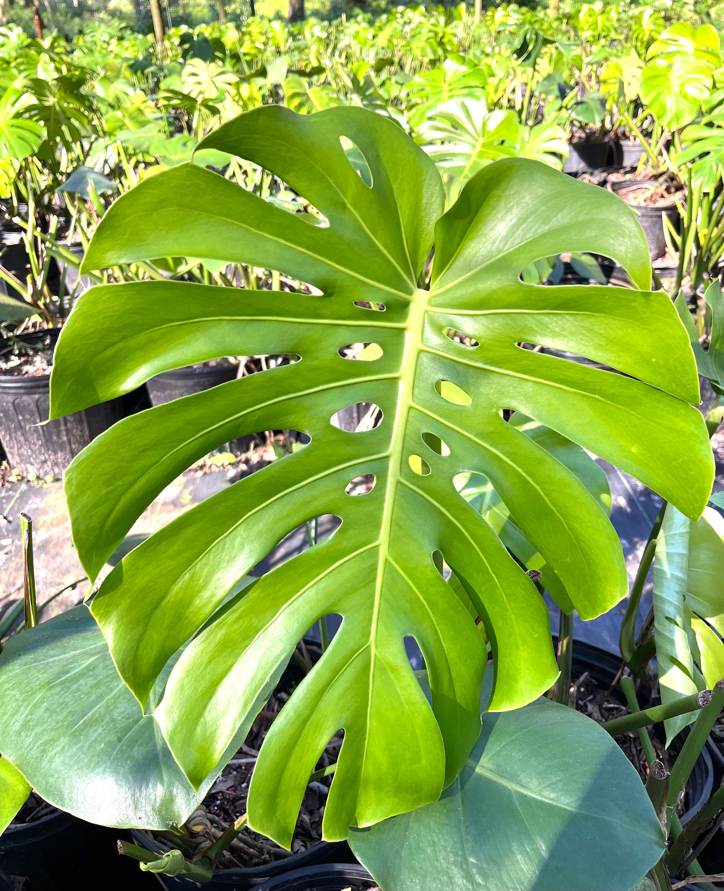 Monstera Plant | Monstera Clipping | Garden | Grow your own Plant | Plant Starter | Tropical Garden |