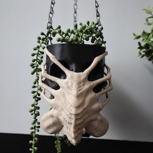 May include: A black skull-shaped hanging planter suspended by a thin black chain. A beige, multi-legged creature figure is attached to the front of the skull. A trailing green succulent plant grows out of the top of the black skull planter.