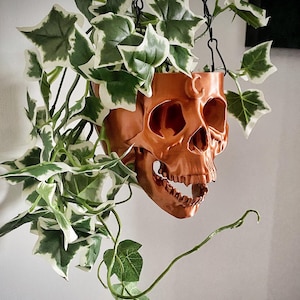 May include: A copper-coloured skull planter with a crescent moon design hangs from a black chain. The planter is filled with a green and white variegated plant.